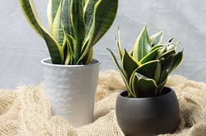 Sansevieria